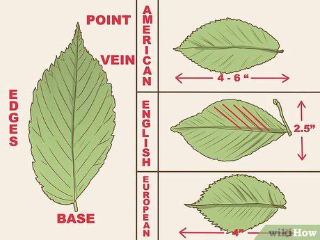 3 Ways to Identify an Elm Tree - wikiHow