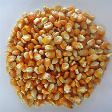 Cool And Dry Place Kernel Corn Maize Cattle Feed Packaging Type Loose