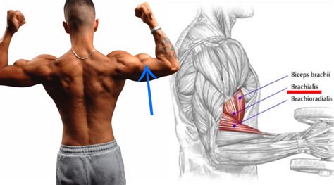 Peak Workout Long Head Bicep Exercises Size And Defenition