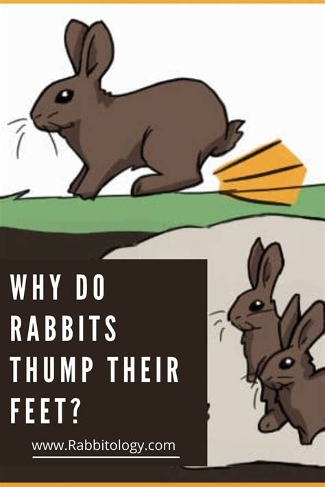 Why do rabbits thump their feet secret revealed – Artofit