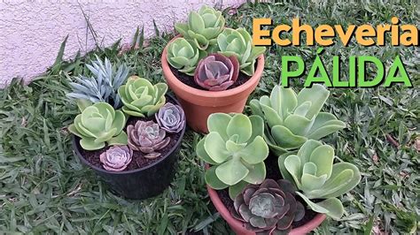 Echeveria P Lida Manuten O Poda E Replante Da Echeveria P Lida