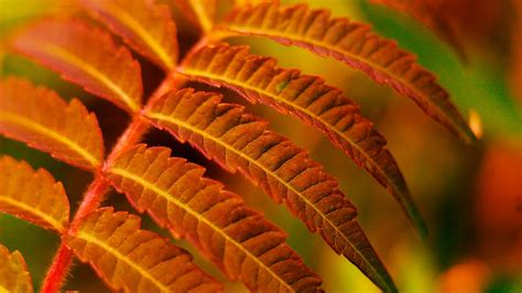 Fern Leaves Plant Free Photo On Pixabay Pixabay