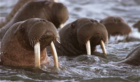 Морж - могучий великан Арктики