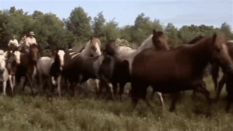voodoo chincoteague pony history