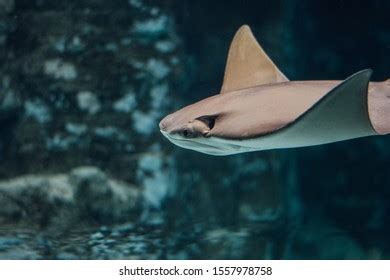 Baby Shark Aquarium Stock Photo 1557978758 | Shutterstock