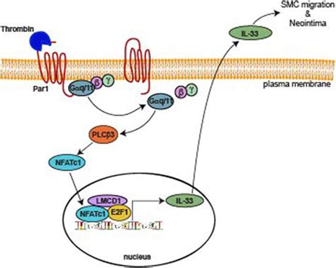 Nfatc1 E2f1 Lmcd1mediated Il 33 Expression By Thrombin Is Required For