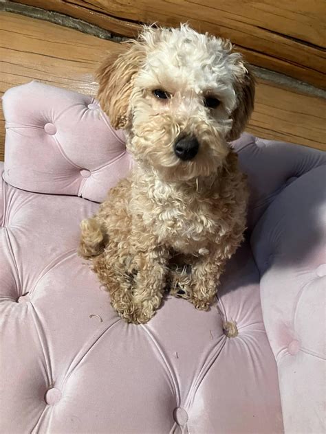 Lost & Found Pets of Fredericksburg, Stafford, Spotsy, Caroline, & KG