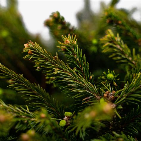 Dwarf Norway Spruce Trees For Sale Online The Tree Center