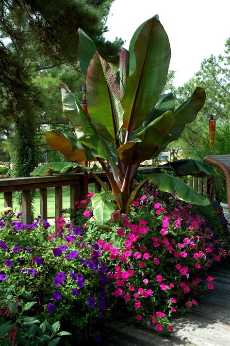 Banana Tree In Container Banana Trees Landscape Container Plants