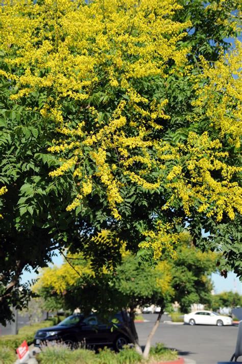 Koelreuteria Paniculata Golden Rain Tree For Sale Golden Rain Tree