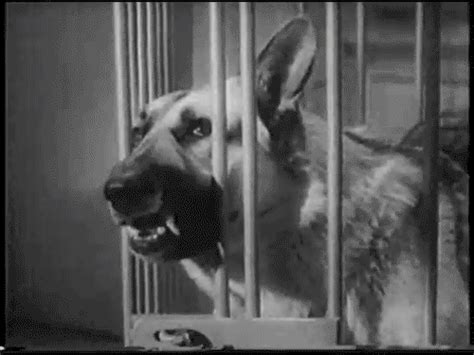 German Shephard Gifs WiffleGif