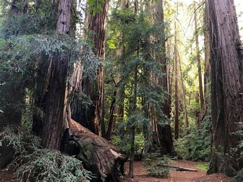 A Guide To Big Sur Camping Where To Go And What To Do