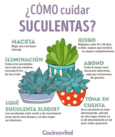 C Mo Cuidar Suculentas F Cilmente En Interiores Cocina Vital