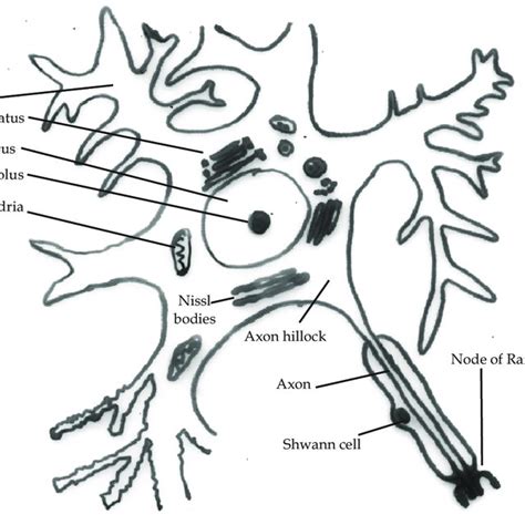 Pdf Basic Neuroanatomy