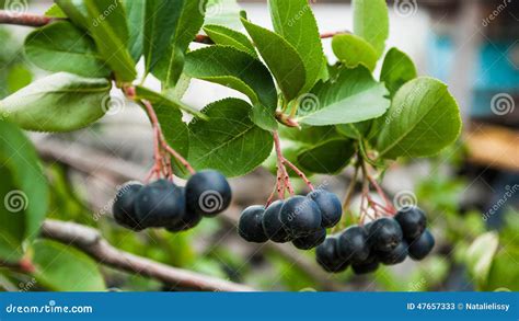 Chokeberry on a branch stock image. Image of shrub, green - 47657333