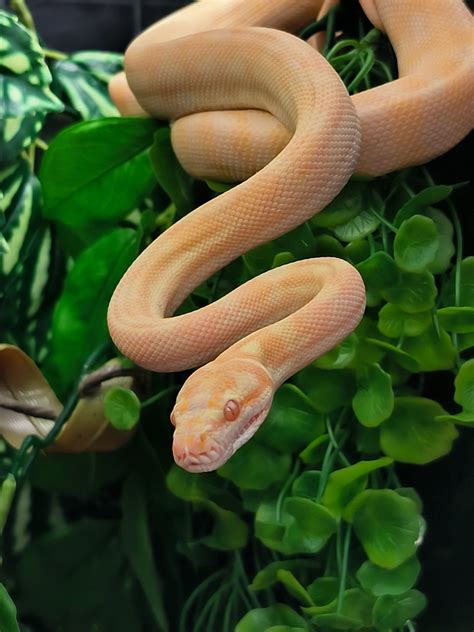 MORELIA SSP ALBINOS Red Line Femelle VENDU Reptile Passion