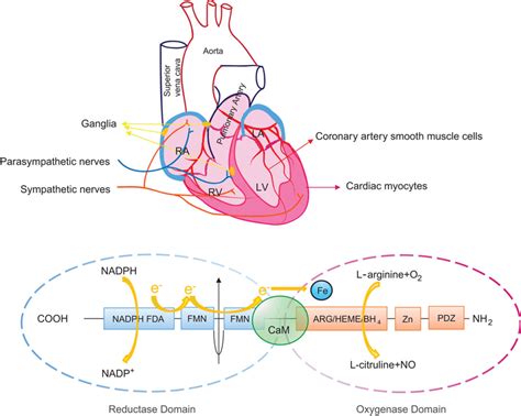 Distribution And Structure Of Neuronal Nitric Oxide Synthase Nnos