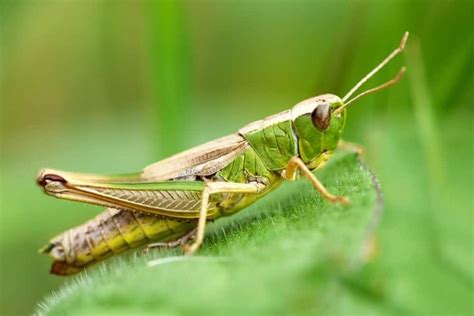 10 Different Types Of Grasshoppers