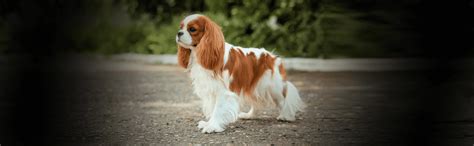 Кавалер-кинг-чарльз-спаниель: фото, описание, окрасы и вес породы