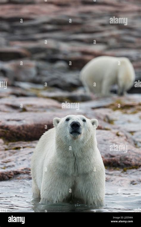 Canad Territorio De Nunavut Bah A Repulse Osos Polares Ursus