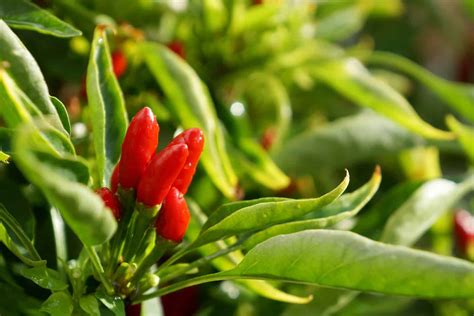 The Chilli Plant Growing Stages: All You Need To Know