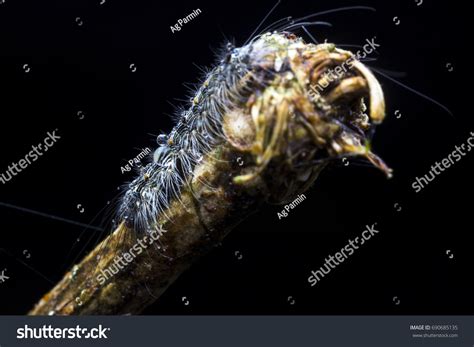 Caterpillar Night Stock Photo 690685135 | Shutterstock