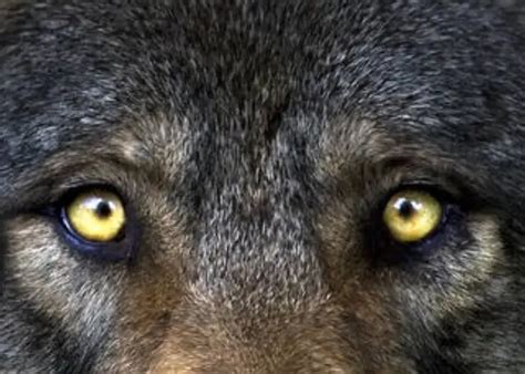 Wolf Eye Colors The Science Behind Their Stunning Hues