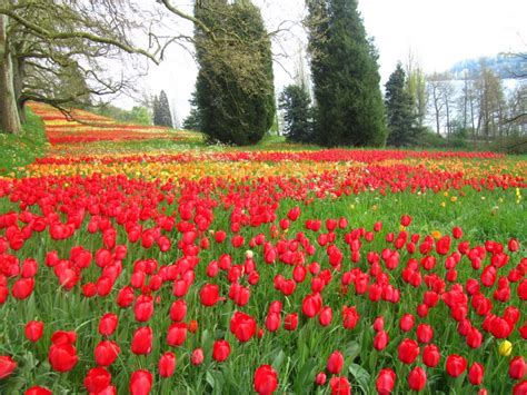 Flower Island Mainau Germany Best Flower Site