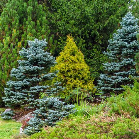 Baby Blue Spruce — Plantingtree