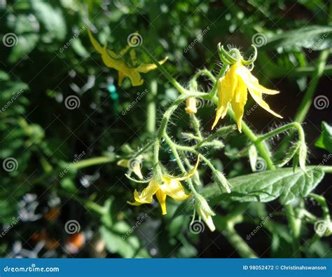Cherry Tomato Blossoms Solanum Lycopersicum Var Cerasiforme