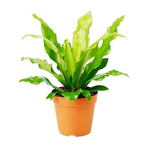 Asplenium Nidus Birds Nest Mygreenleaf Buy Indoor Outdoor