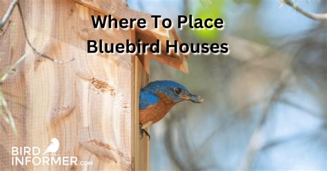 Where To Place Bluebird Houses - Bird Informer