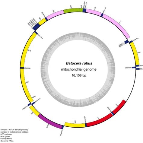 Complete Mitochondrial Genome Map Of Batocera Rubus The Arrangement Of