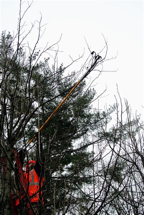 The Martha Stewart Blog : Blog Archive Pruning My Apple and Pear Trees