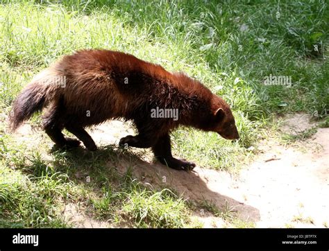 North American / Eurasian Wolverine (Gulo Gulo Stock Photo - Alamy