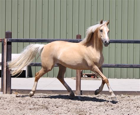 Palomino Horses History Fun Facts Photos And Care Artofit