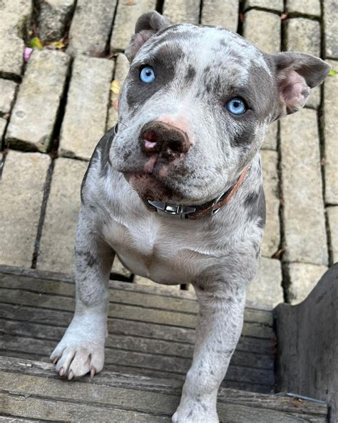 Nova Male Merle Pitbull Puppy For Sale Basic Trained Blue Eyed