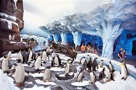 Seaworld Florida Orlando Travel Guide