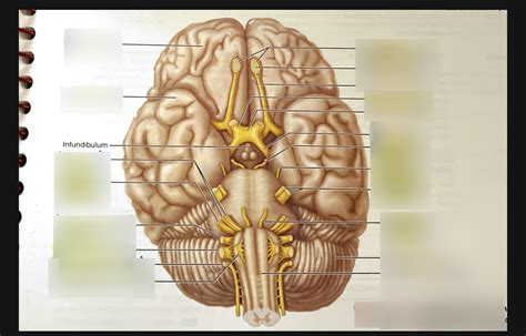 Cranial Nerves Diagram Quizlet