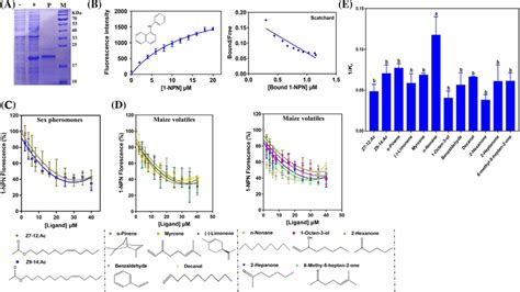 Binding Of Selected Ligands To Alepobp A Expression And