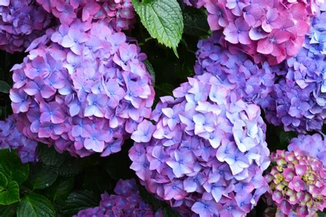 Entretien Hortensia En Pot Les Meilleures Astuces Pour Son Soin