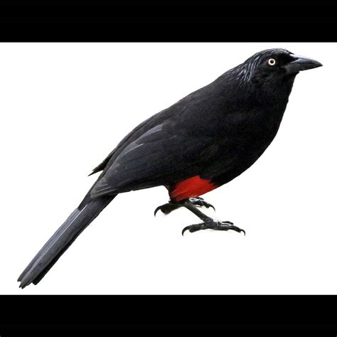 Red-bellied Grackle (Hypopyrrhus pyrohypogaster) identification - Birda