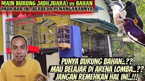 JANGAN REMEHKAN HAL INI PROSES MURAI BATU CENDET KACER DLL DARI