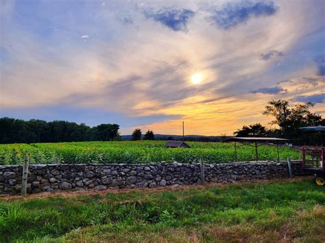 The Sunflower fields by Darkscenario on DeviantArt