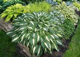 Хоста WHITE BIKINI бр коренища Хоста LSCH SortoviSemena BG