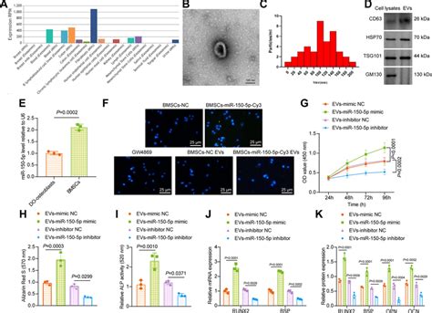 Bmsc Ev Mir P Stimulates The Proliferation And Maturation Of