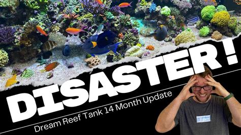 Dream Reef Tank Month Update Youtube