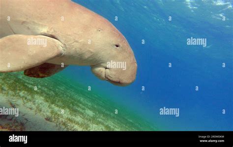 Dugong Dugong Dugon Or Seacow In The Red Sea Dugong Baby Dugong