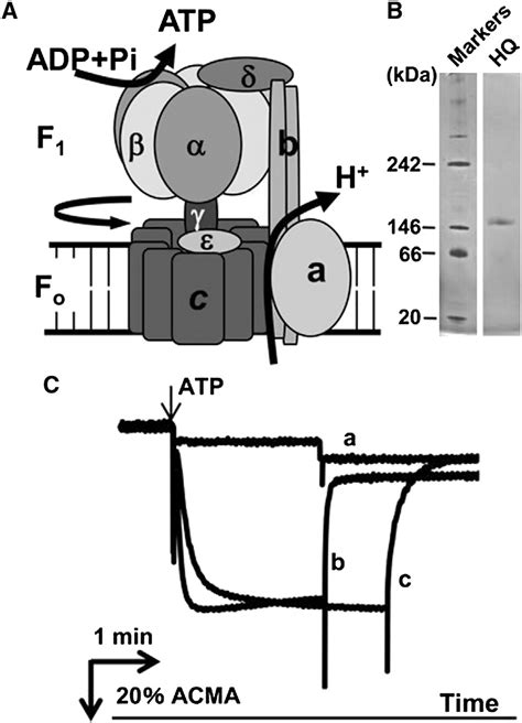 F o F 1-ATP synthase and characterization of the TF o c-subunit ...