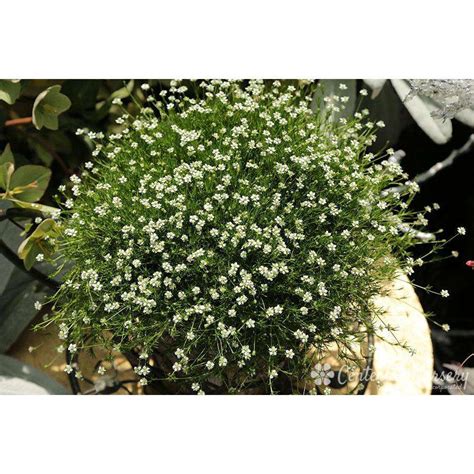 Buy Irish Moss Online | Groundcover | Bay Gardens